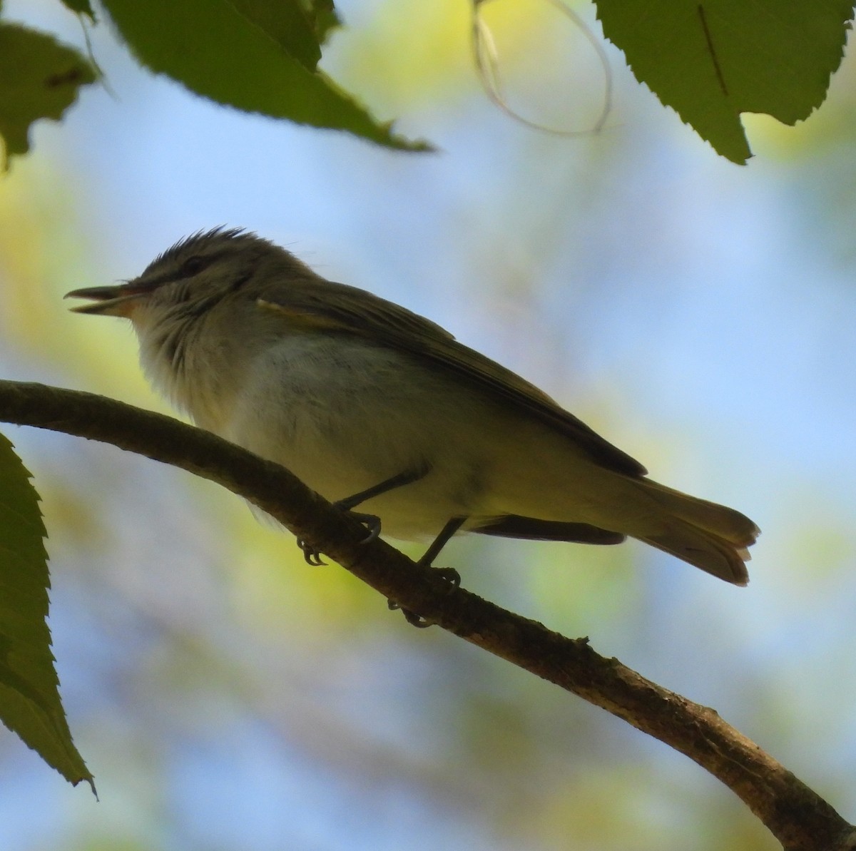 Red-eyed Vireo - ML656535090