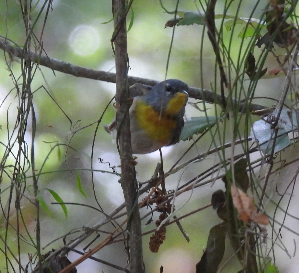 Northern Parula - ML656535112