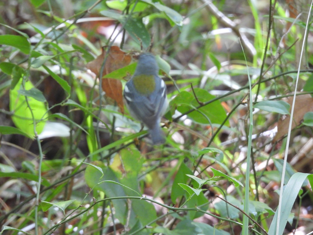 Northern Parula - ML656535136