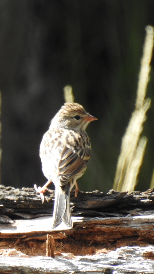 Chipping Sparrow - ML65653651