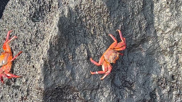 Sally Lightfoot Crab - ML656536586