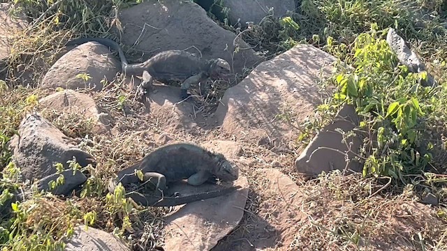 Española Marine Iguana - ML656536657