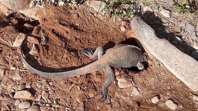 Española Marine Iguana - ML656536864