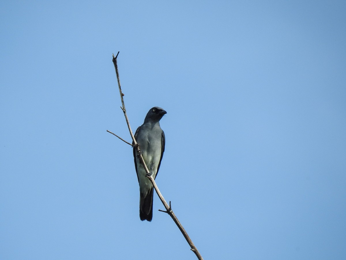 White-rumped Cuckooshrike - ML65653731