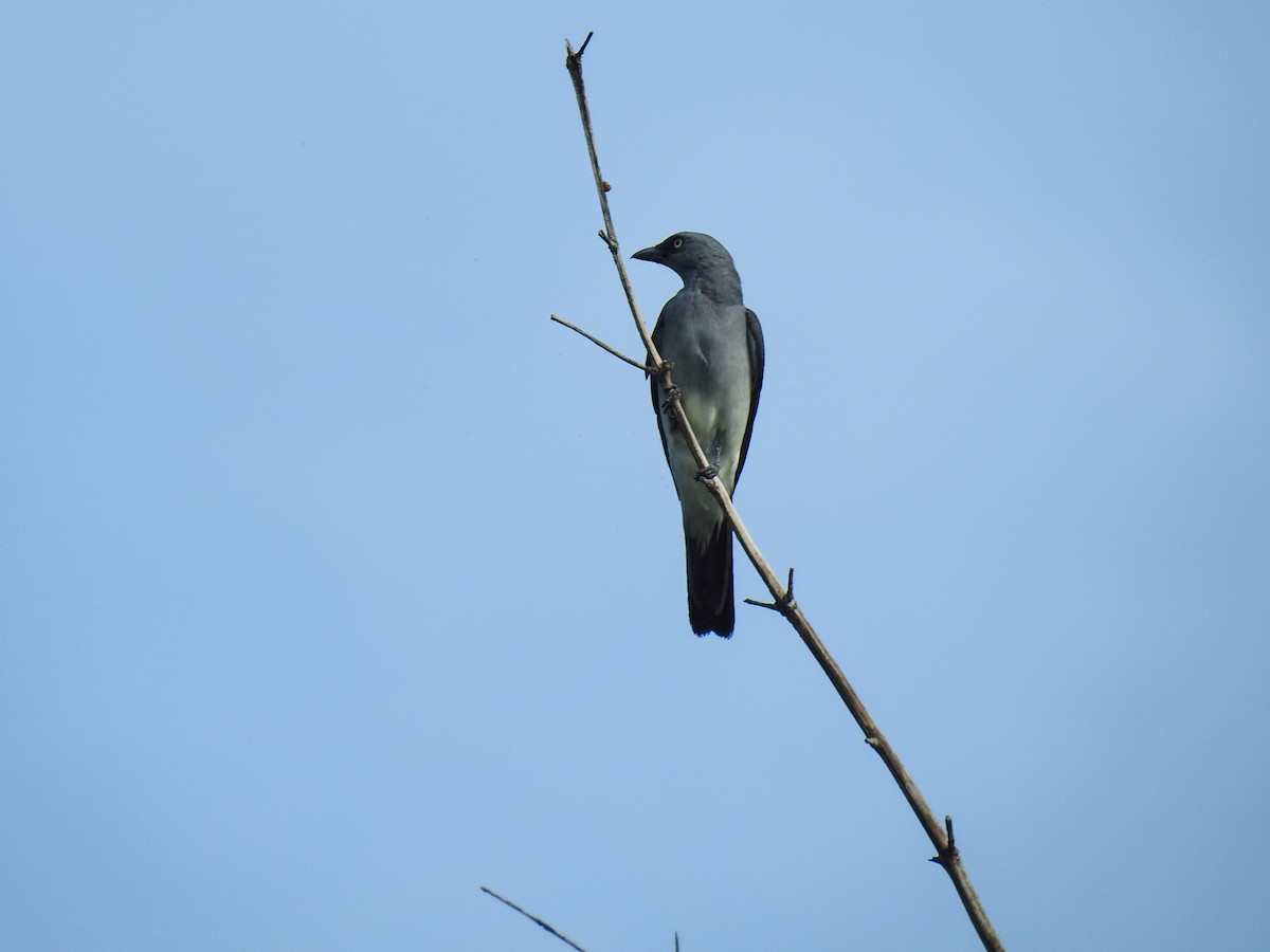 White-rumped Cuckooshrike - ML65653741