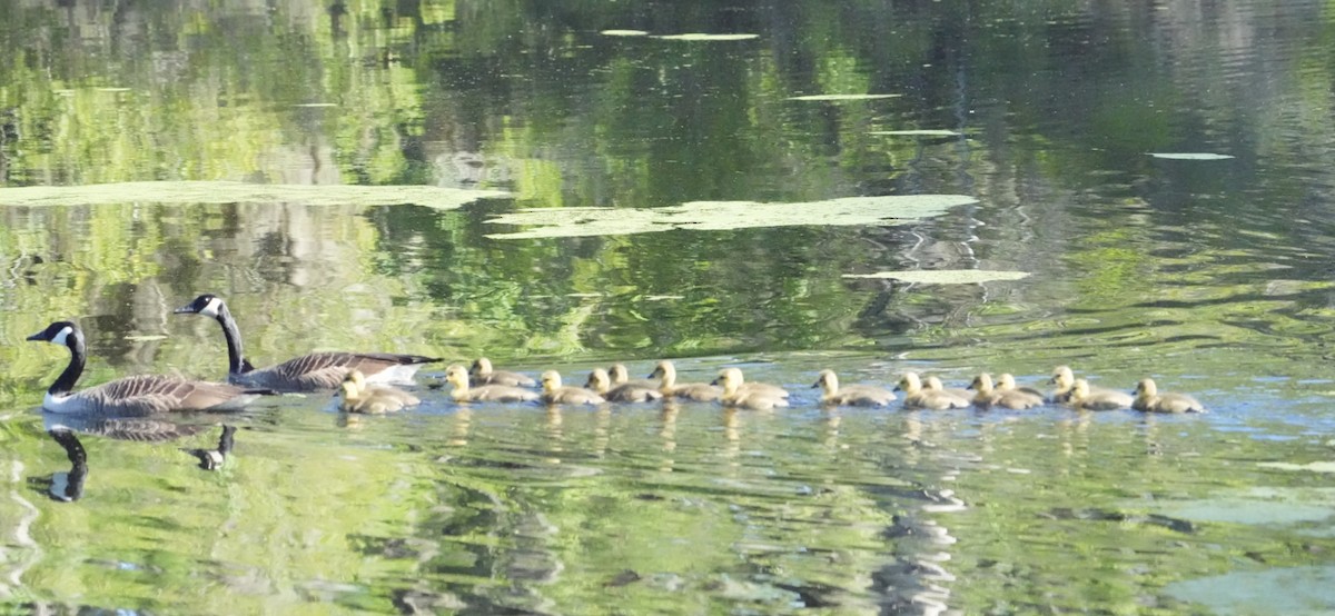Branta kanadar handia - ML656538493