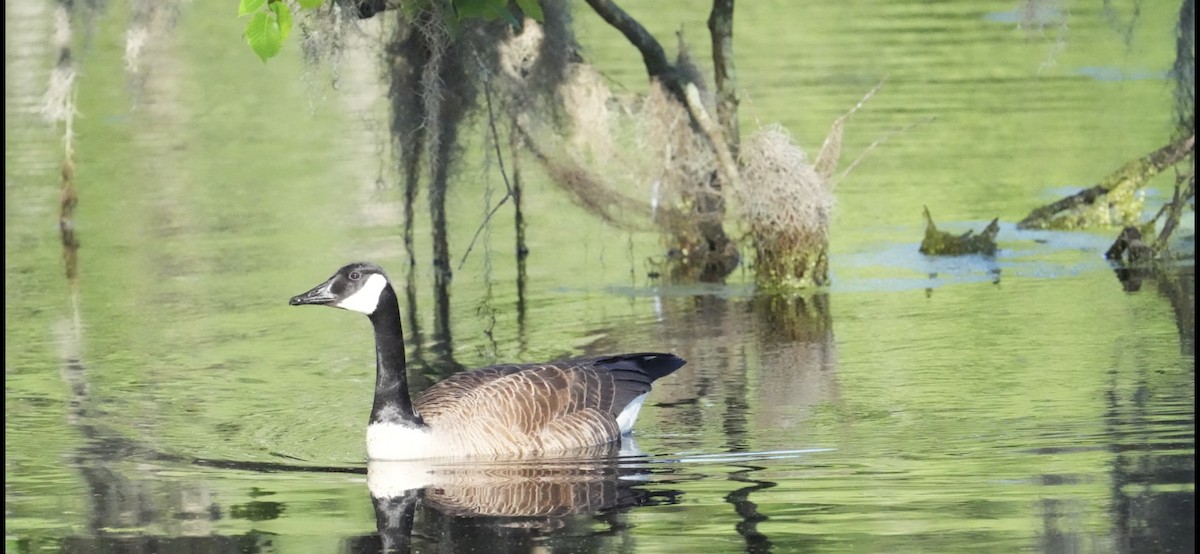 Branta kanadar handia - ML656538494