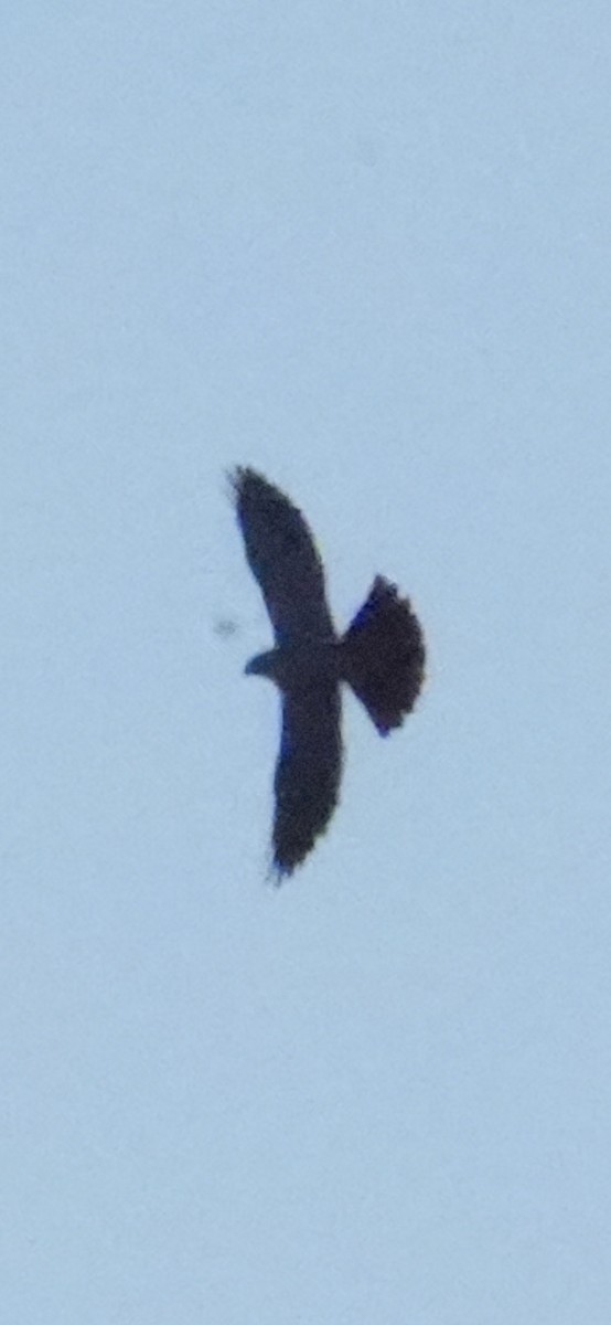 Mississippi Kite - ML656538714