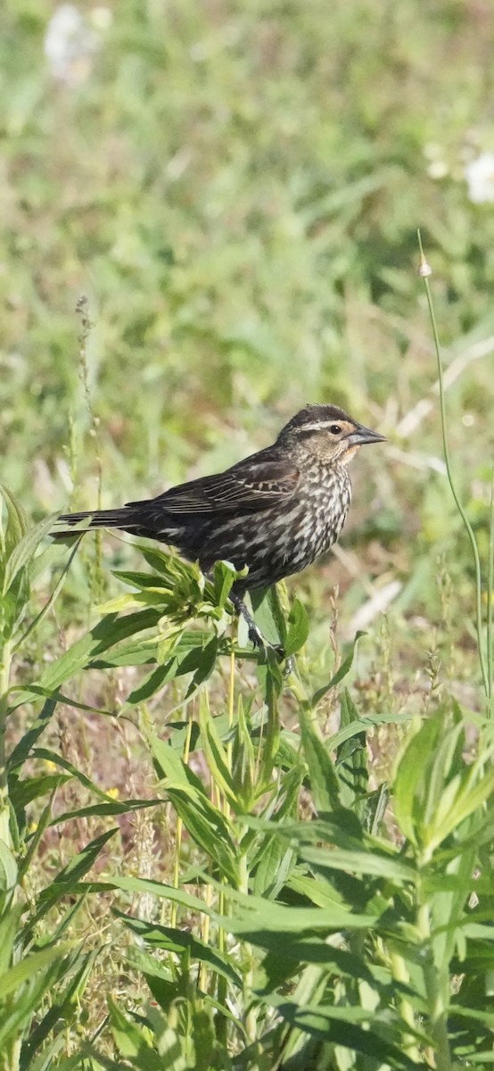 Red-winged Blackbird - ML656538769