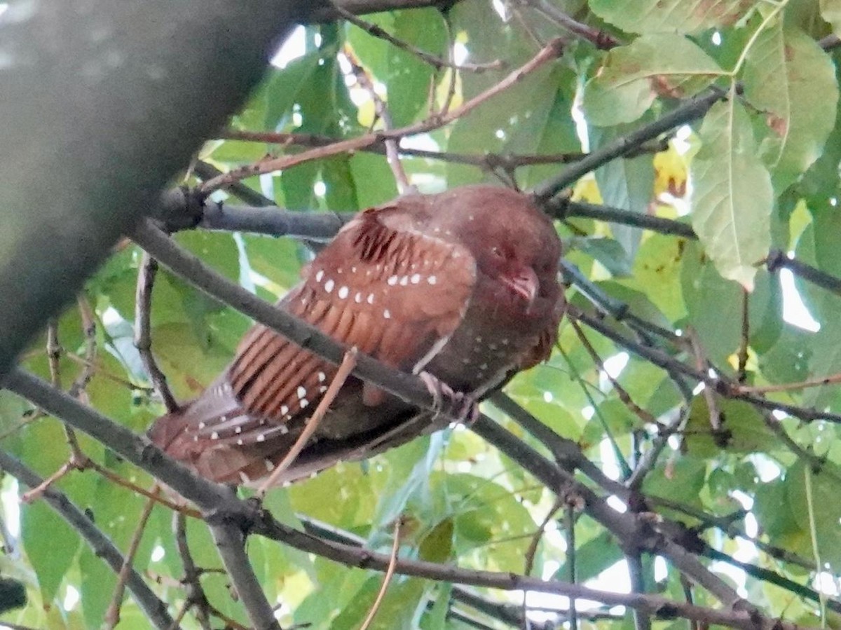 Oilbird - ML656538807