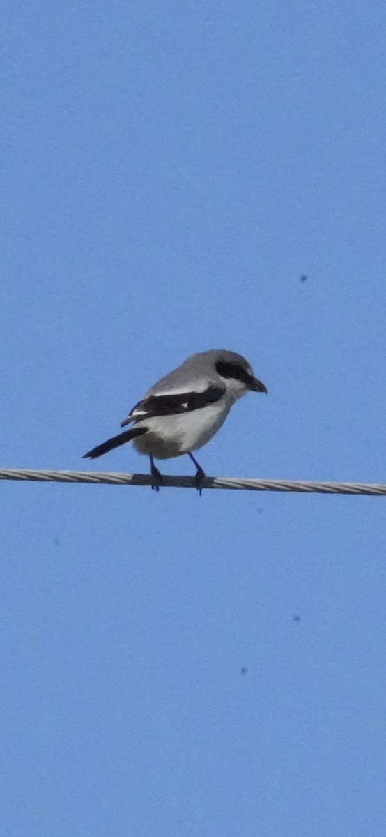 Loggerhead Shrike - ML656538821