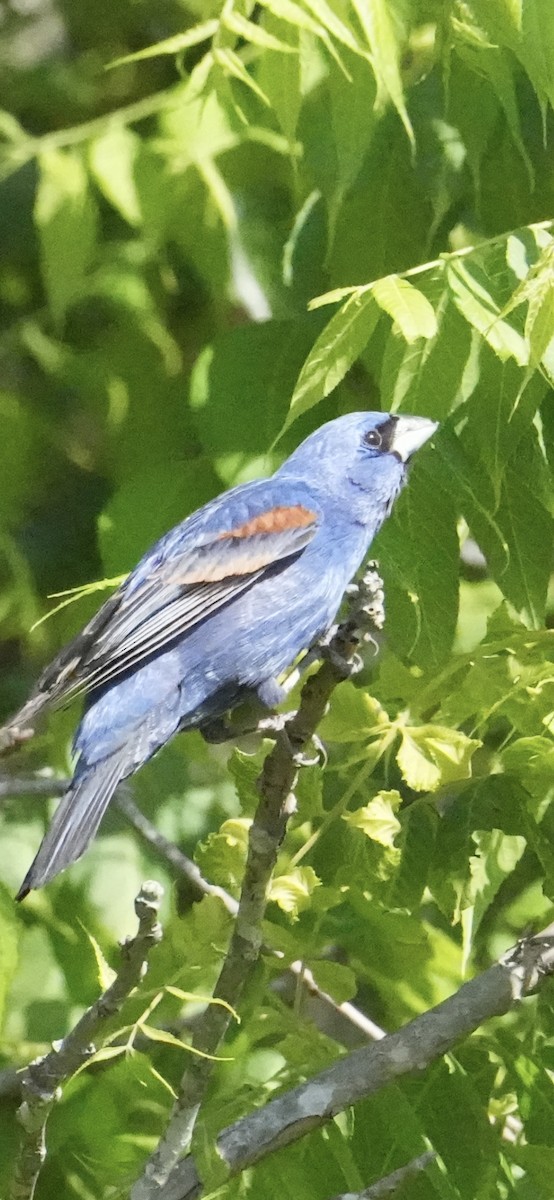 Blue Grosbeak - ML656538838