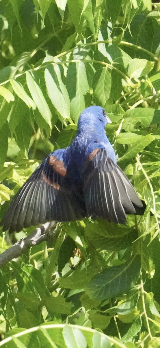 Blue Grosbeak - ML656538839