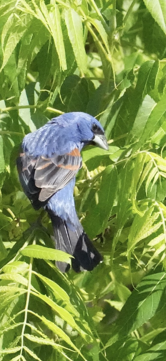 Blue Grosbeak - ML656538840