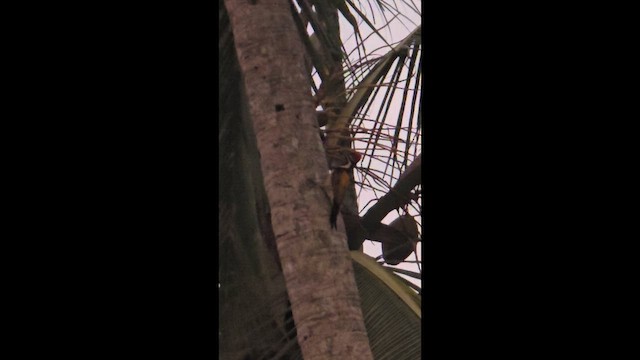 Black-rumped Flameback - ML656538853