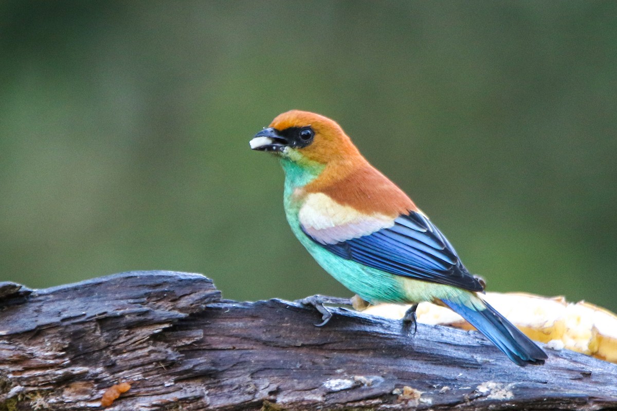 Chestnut-backed Tanager - ML656539095