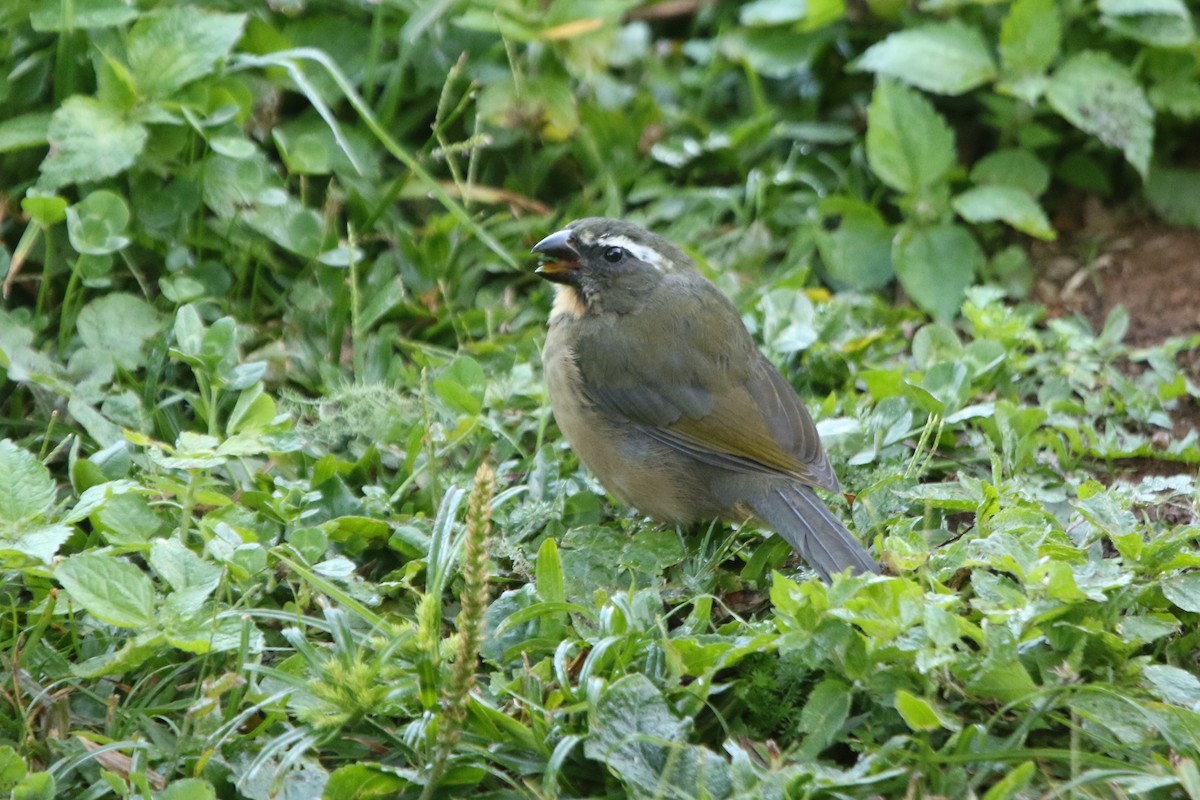 Thick-billed Saltator - ML656539118
