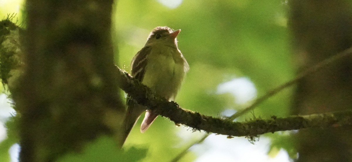 Acadian Flycatcher - ML656539469