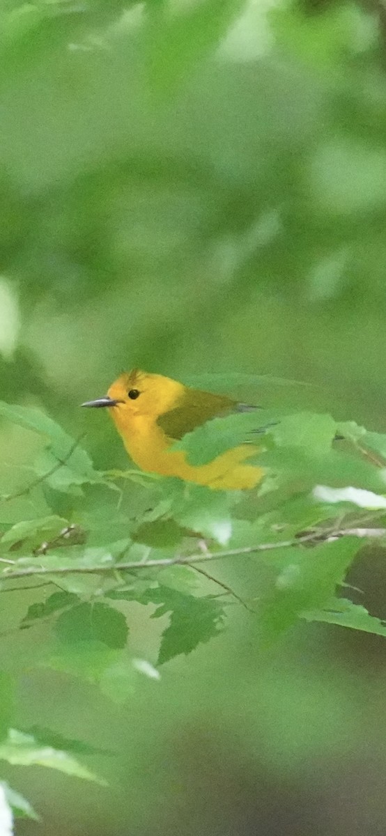 Prothonotary Warbler - ML656539502