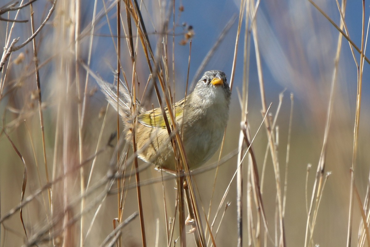 Lesser Grass-Finch - ML656539636