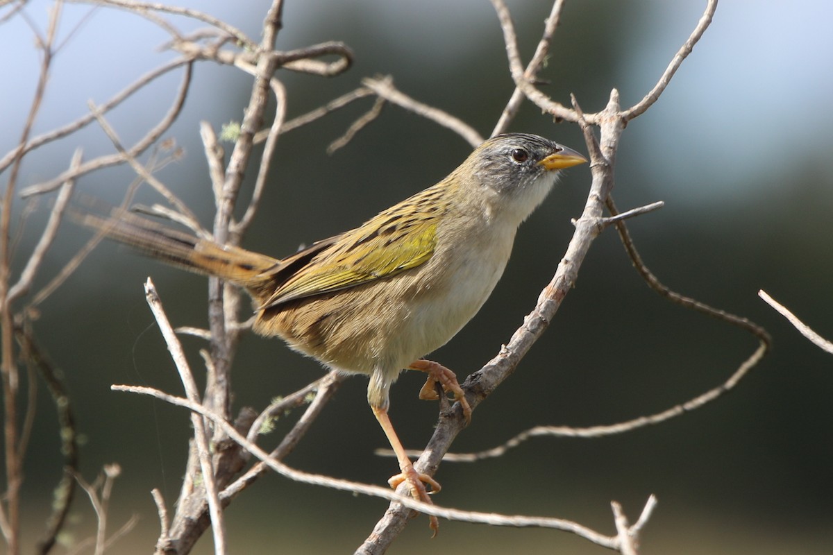 Lesser Grass-Finch - ML656539637