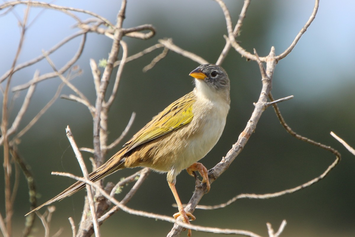Lesser Grass-Finch - ML656539638