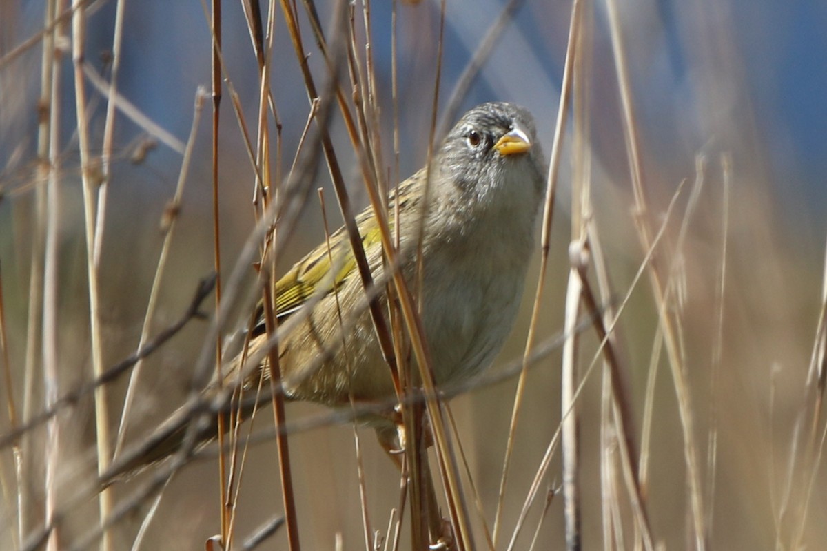 Lesser Grass-Finch - ML656539639