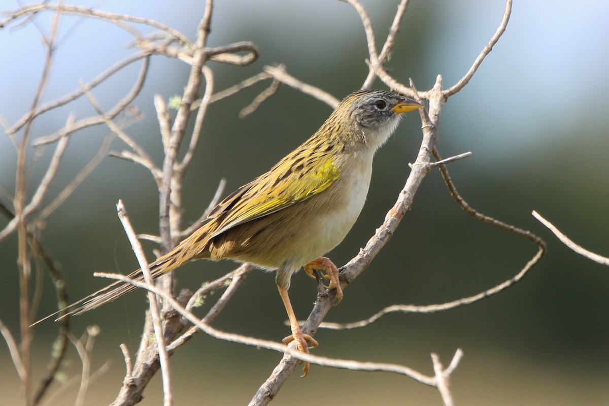 Lesser Grass-Finch - ML656539640