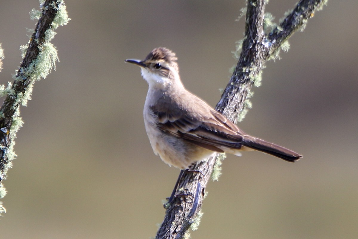 Long-tailed Cinclodes - ML656539703