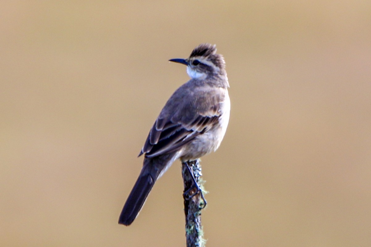Long-tailed Cinclodes - ML656539805
