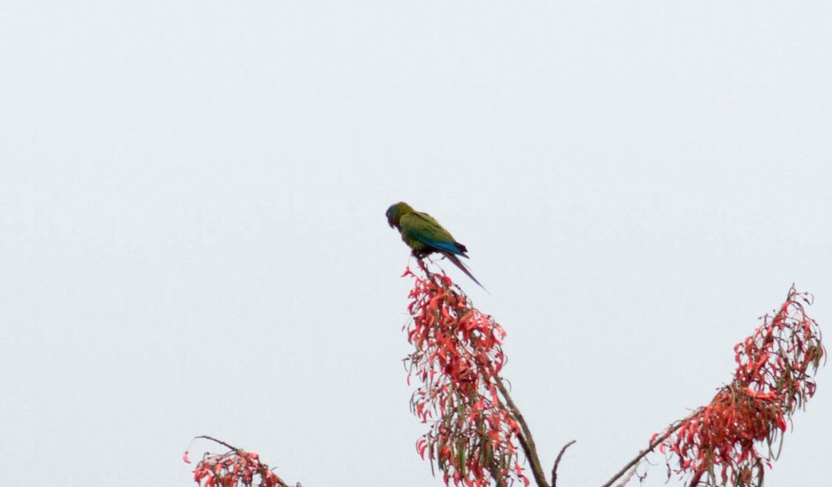 Blue-headed Macaw - ML65654021