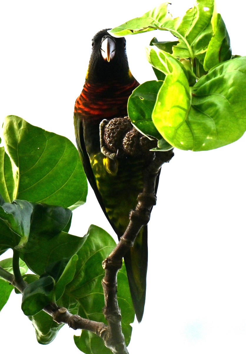 Coconut Lorikeet - ML656541876