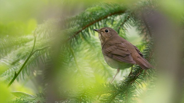Swainson's Thrush (Russet-backed) - ML656541994
