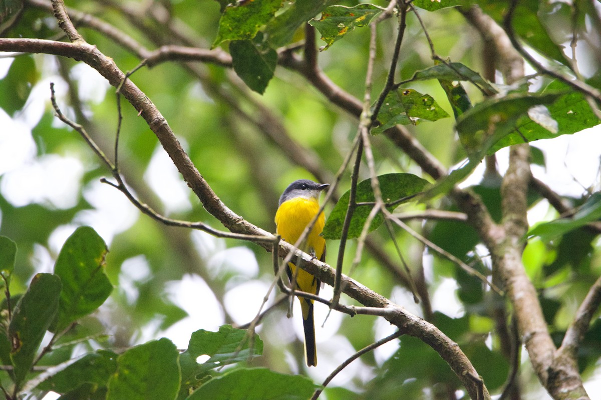 Gray-chinned Minivet - ML656542959