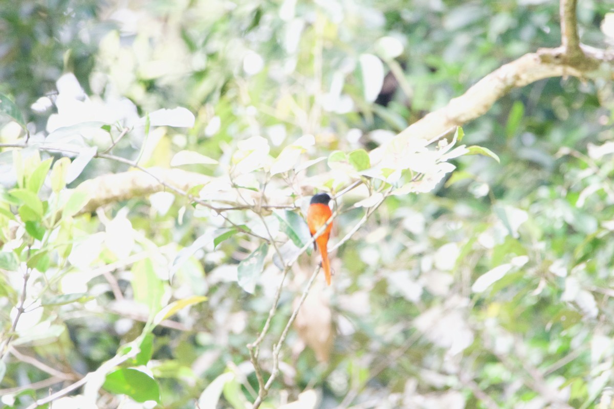 Gray-chinned Minivet - ML656542994