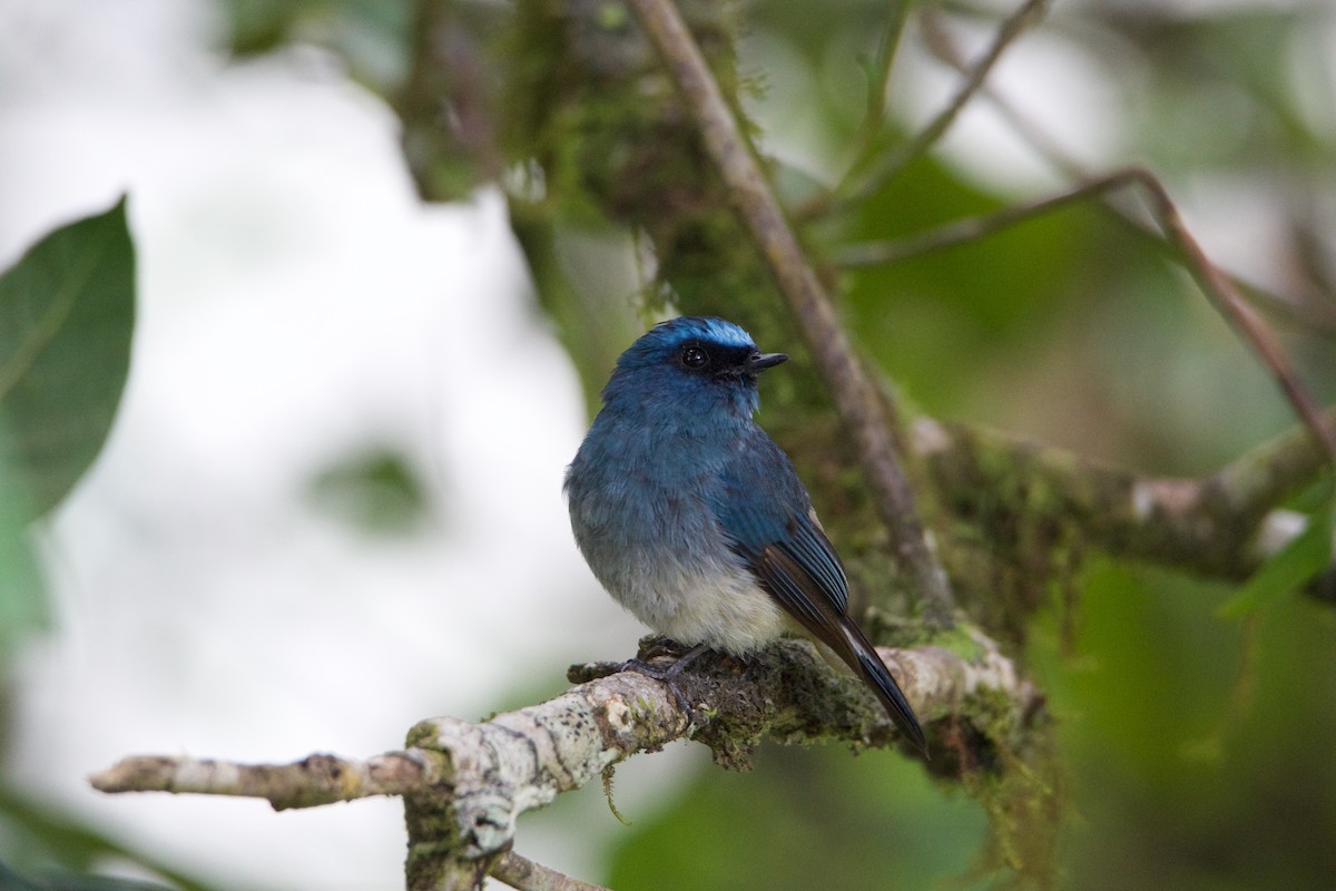 Indigo Flycatcher - ML656543114