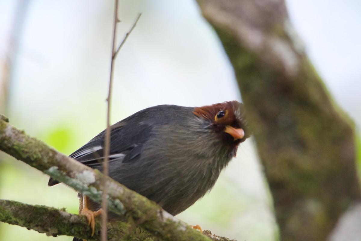 Chestnut-hooded Laughingthrush - ML656543148