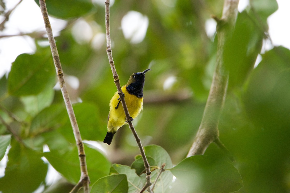 Ornate Sunbird - ML656543175