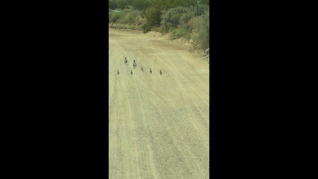 חוגלת סלעים - ML656543177