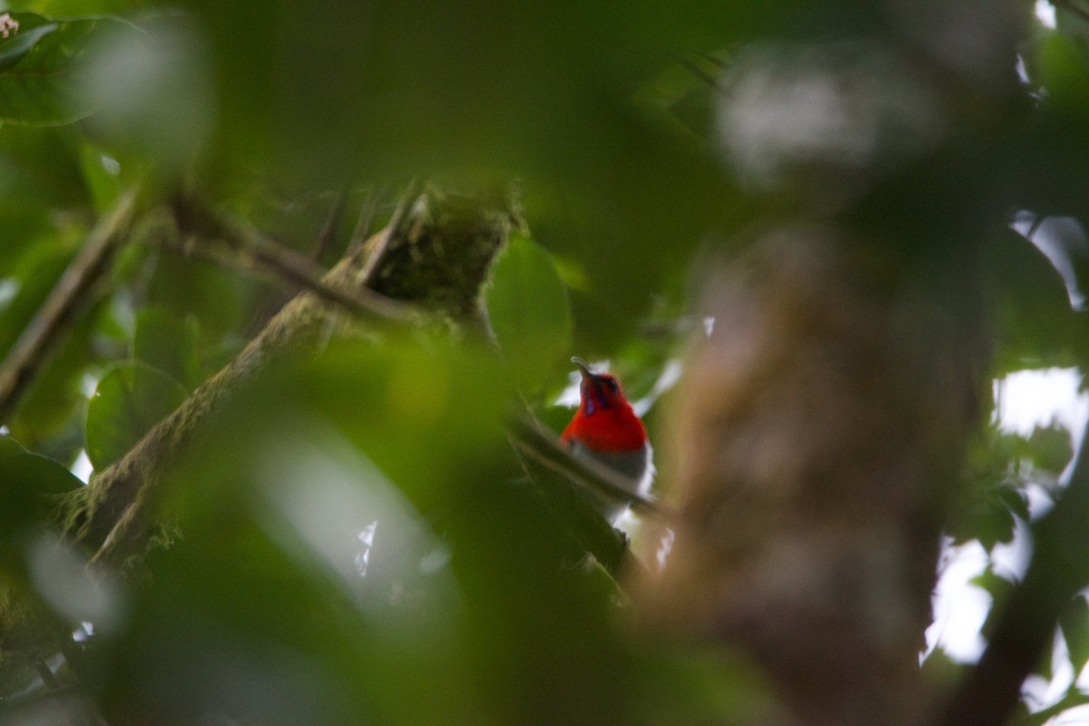 Temminck's Sunbird - ML656543190
