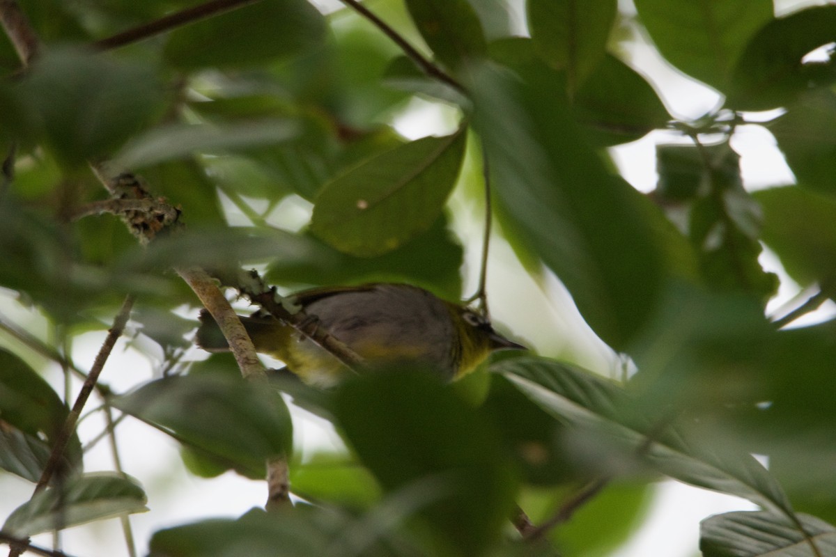 Black-capped White-eye - ML656543209