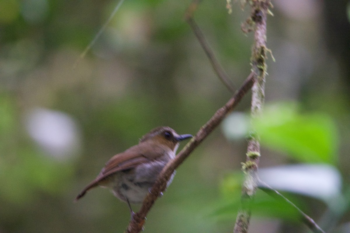Eyebrowed Jungle Flycatcher - ML656543247