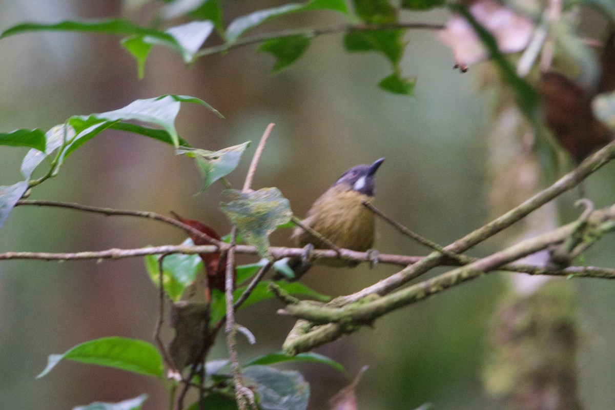 Gray-throated Babbler - ML656543260