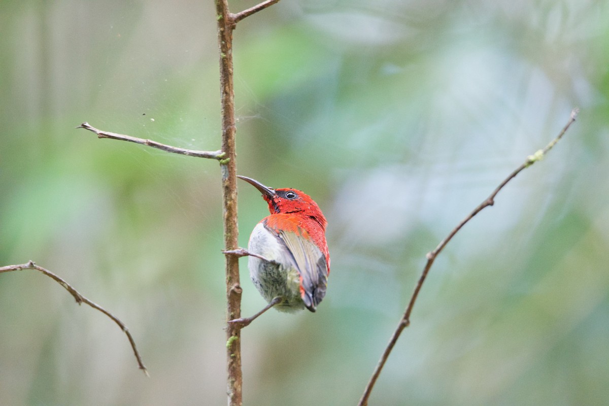 Temminck's Sunbird - ML656543342
