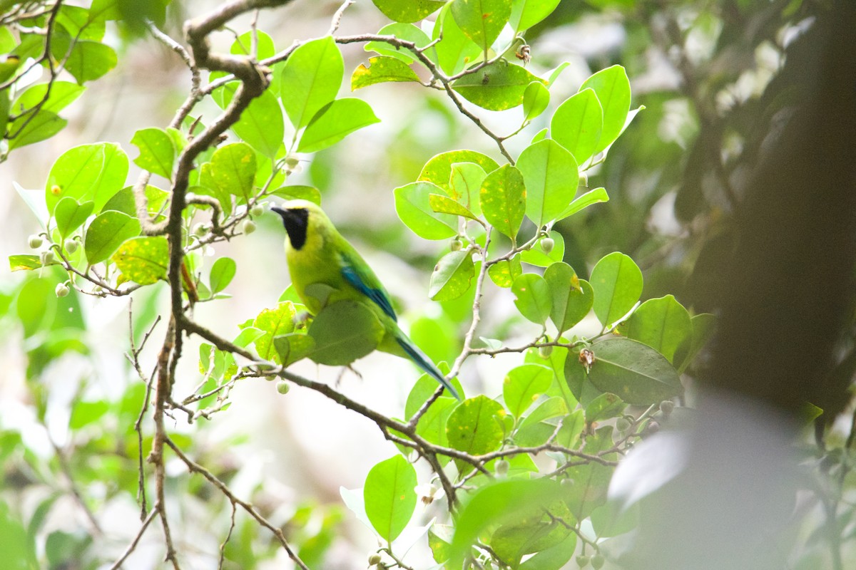 Bornean Leafbird - ML656543376