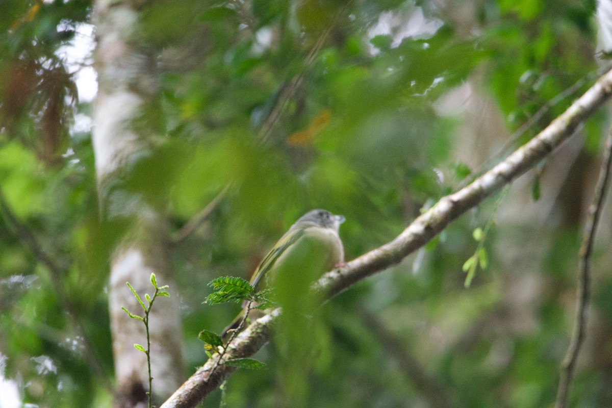 White-browed Shrike-Babbler - ML656543652