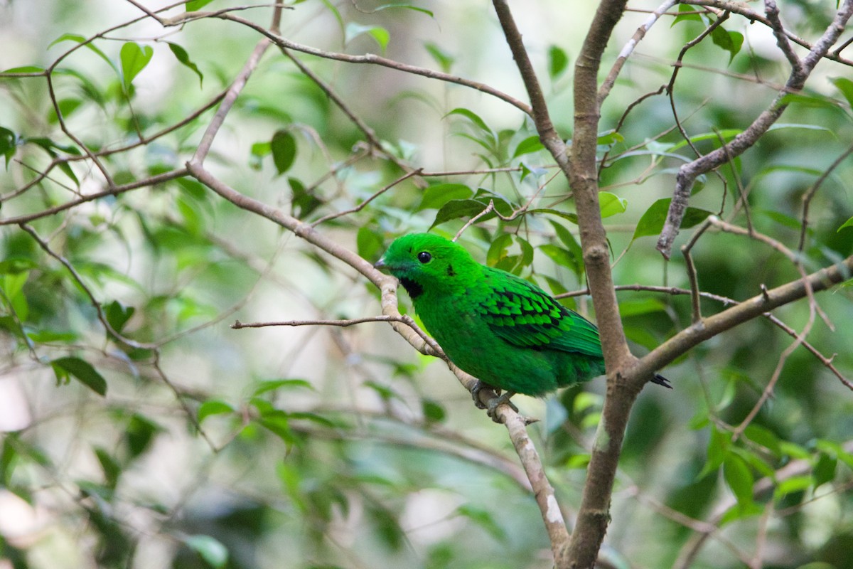 Whitehead's Broadbill - ML656543751