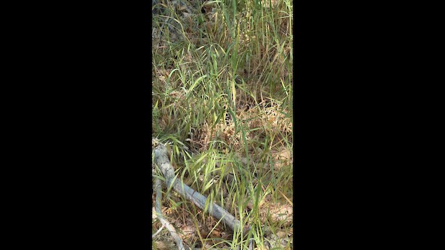 California King Snake - ML656543788
