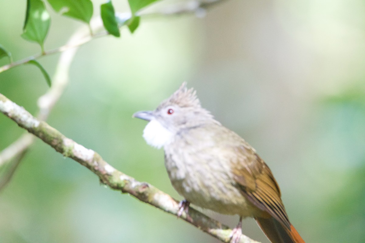 Penan Bulbul - ML656543815