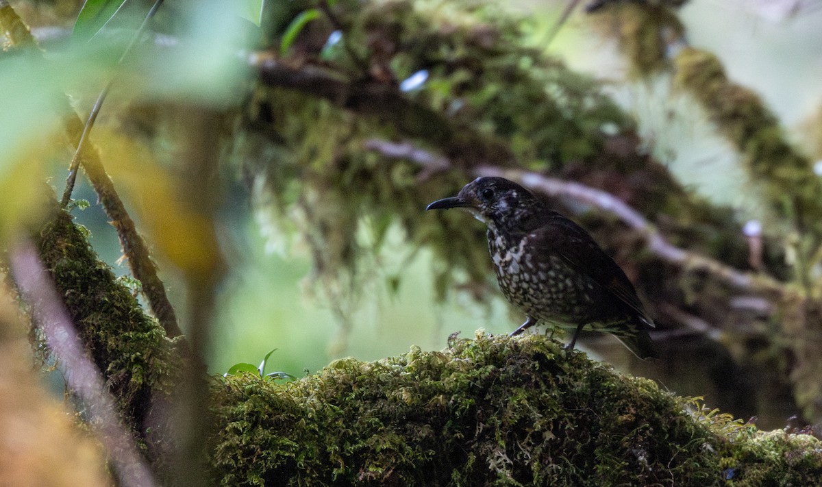 Dark-sided Thrush - ML656543867